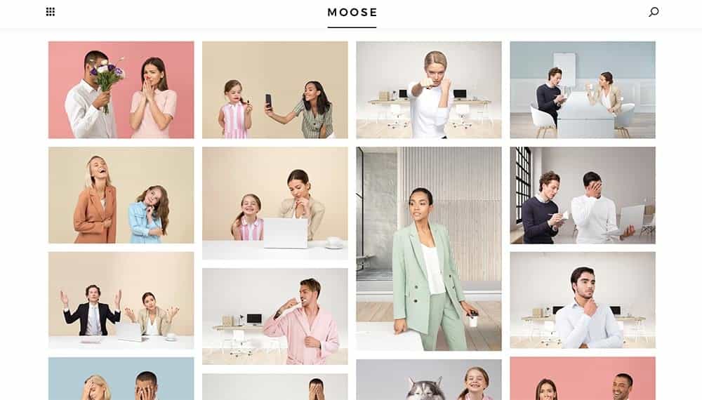 Moose Moose Stock Photos